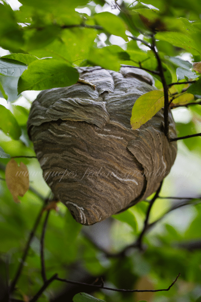 nid de guepes dans un arbre